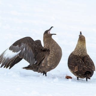 SkuasRaubmöwen