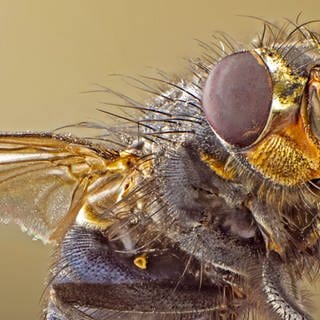 A macro shot of fly Live housefly Insect close-up.Picture archive.