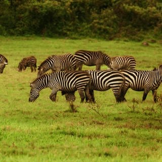 Zebras