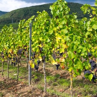 Blaue Weintrauben (Vitis sp.) am Rebstock. Archivfoto