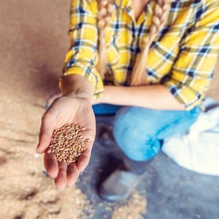 Landwirtin prüft die Qualität von Weizen in einem Lagerraum: Deutschland produziert ausreichend Getreide, Kartoffeln, Milch, Käse und Fleisch, um sich etwa im Fall eines Krieges selbst zu versorgen. Doch Kritiker sagen, dass Höfesterben und strengere Umweltauflagen die Ernährungssicherheit gefährden.