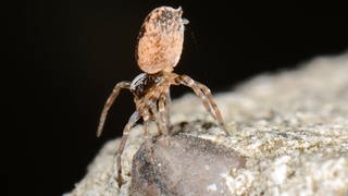 Eine Spinne, die den „Flug“ (ballooning) vorbereitet