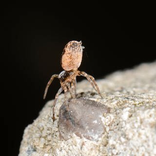 Eine Spinne, die den „Flug“ (ballooning) vorbereitet