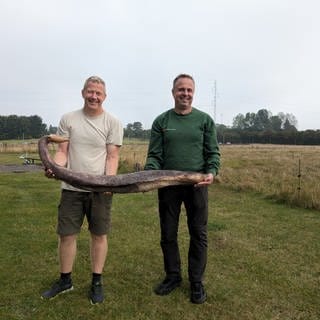 Auf diesem vom Erlebniszentrum NaturBornholm zur Verfügung gestellten Bild zeigen die Naturführer Morten Gebhardt (l) und Kenneth Nielsen, beide von dem Erlebniszentrum NaturBornholm, den auf der dänischen Ostseeinsel Bornholm angespülten Penisknochen eines Wals, ein Teil seines Geschlechtsorgans