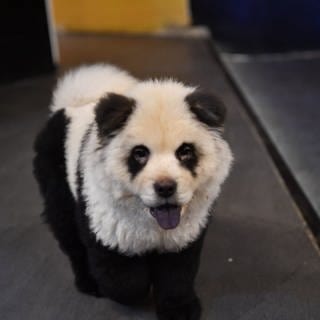 Chow-Chow-Hund als Panda bemalt