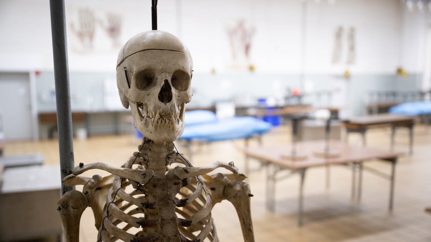 Ein menschliches Skelett steht am Institut für Anatomie und Zellbiologie der Uni Gießen in einem Saal, in dem an Körperspenden gearbeitet wird: Heute sind Körperspenden freiwillig, die anatomischen Institute haben ethische Regeln, wie Studierende und Mitarbeiter mit ihnen umgehen. Einige ältere Präparate stammen von Opfern der NS-Zeit.