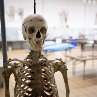 Ein menschliches Skelett steht am Institut für Anatomie und Zellbiologie der Uni Gießen in einem Saal, in dem an Körperspenden gearbeitet wird: Heute sind Körperspenden freiwillig, die anatomischen Institute haben ethische Regeln, wie Studierende und Mitarbeiter mit ihnen umgehen. Einige ältere Präparate stammen von Opfern der NS-Zeit.