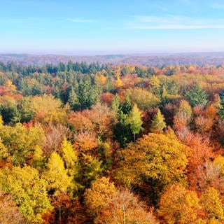 Herbstwald