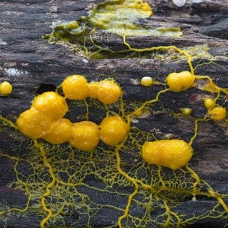 Gitterschleimpilz (Physarum polycephalum) auf Totholz, Hessen, Deutschland, Europa