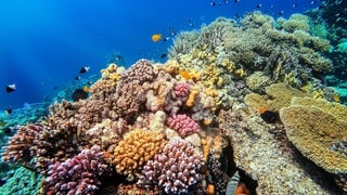 Korallen am Riff im Roten Meer, fantastische Farben unter Wasser, Marsa Alam, Ägypten