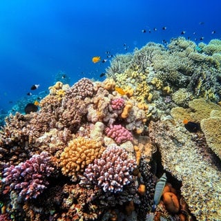 Korallen am Riff im Roten Meer, fantastische Farben unter Wasser, Marsa Alam, Ägypten