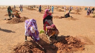 Menschen pflanzen im Jahr 2017 Bäume am Stadtrand von Khartum im Sudan. Mit der sogenannten "Großen Grünen Mauer", einem Mosaik aus renaturierten Flächen, wollen afrikanische Staaten am Südrand der Sahara dafür kämpfen, dass das Überleben im Sahel möglich bleibt – trotz Verwüstung und Klimakrise. Seit 2007 wurden Milliarden investiert, trotzdem sind bisher laut einer UN-Studie nur 15 bis 18 Prozent des Projektes realisiert. 