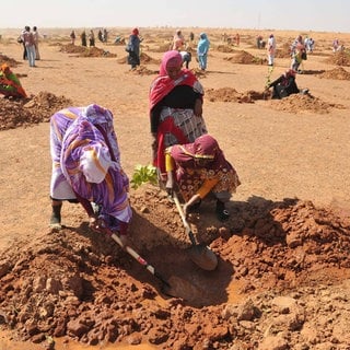 Menschen pflanzen im Jahr 2017 Bäume am Stadtrand von Khartum im Sudan. Mit der sogenannten "Großen Grünen Mauer", einem Mosaik aus renaturierten Flächen, wollen afrikanische Staaten am Südrand der Sahara dafür kämpfen, dass das Überleben im Sahel möglich bleibt – trotz Verwüstung und Klimakrise. Seit 2007 wurden Milliarden investiert, trotzdem sind bisher laut einer UN-Studie nur 15 bis 18 Prozent des Projektes realisiert. 