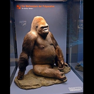 Praeparat von Gorilla Bobby (Gorilla), Museum fuer Naturkunde, Berlin, Deutschland.Archivfoto.