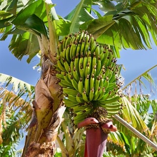 Bananenstaude, La Gomera, Kanarische Inseln, Spanien, Europa