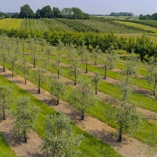 Der nördlichste Olivenhain Europas. Gartenhof Becker in Pulheim.