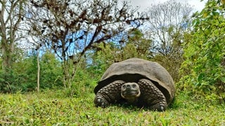 Galapagos-Riesenschildkröte (Chelonoidis niger) in Puerto Ayoro auf Santa Cruz Island, Galapagos. Viele der über 4.500 einheimischen Arten leben nur in diesem einzigartigen Ökosystem der Galapagos-Inseln. Daher wurde ein Schutzkorridor geschaffen – der zweitgrößte der Welt: von Galapagos bis nach Costa Rica. 