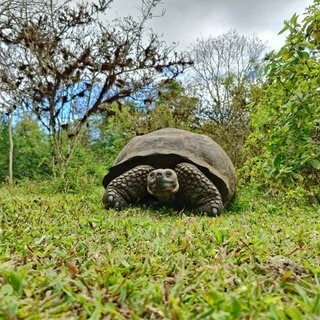 Galapagos-Riesenschildkröte (Chelonoidis niger) in Puerto Ayoro auf Santa Cruz Island, Galapagos. Viele der über 4.500 einheimischen Arten leben nur in diesem einzigartigen Ökosystem der Galapagos-Inseln. Daher wurde ein Schutzkorridor geschaffen – der zweitgrößte der Welt: von Galapagos bis nach Costa Rica. 