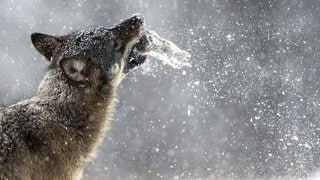 Europaeischer Wolf steht im Schnee mit Beute im Maul