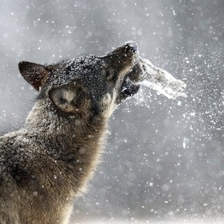 Europaeischer Wolf steht im Schnee mit Beute im Maul