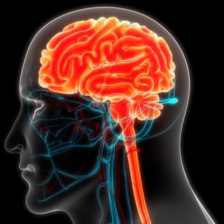 3D-Illustrationskonzept des Zentralorgans der Gehirnanatomie des menschlichen Nervensystems