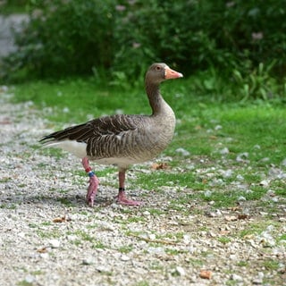 Graugans im Wildpark Grünau im Almtal, Österreich