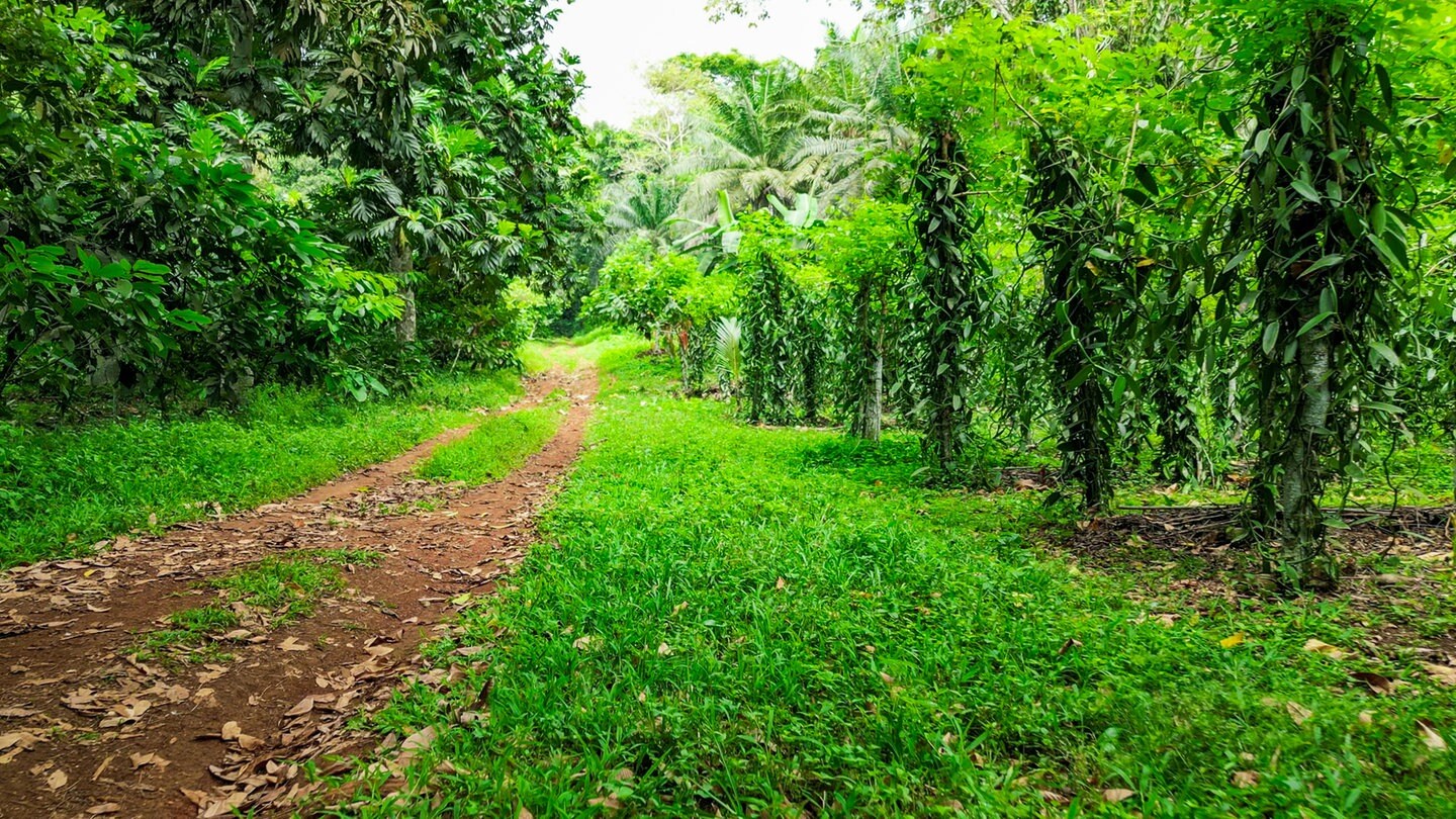 Vanilla plantation on Reunion Island. Agriculture in tropical climate.