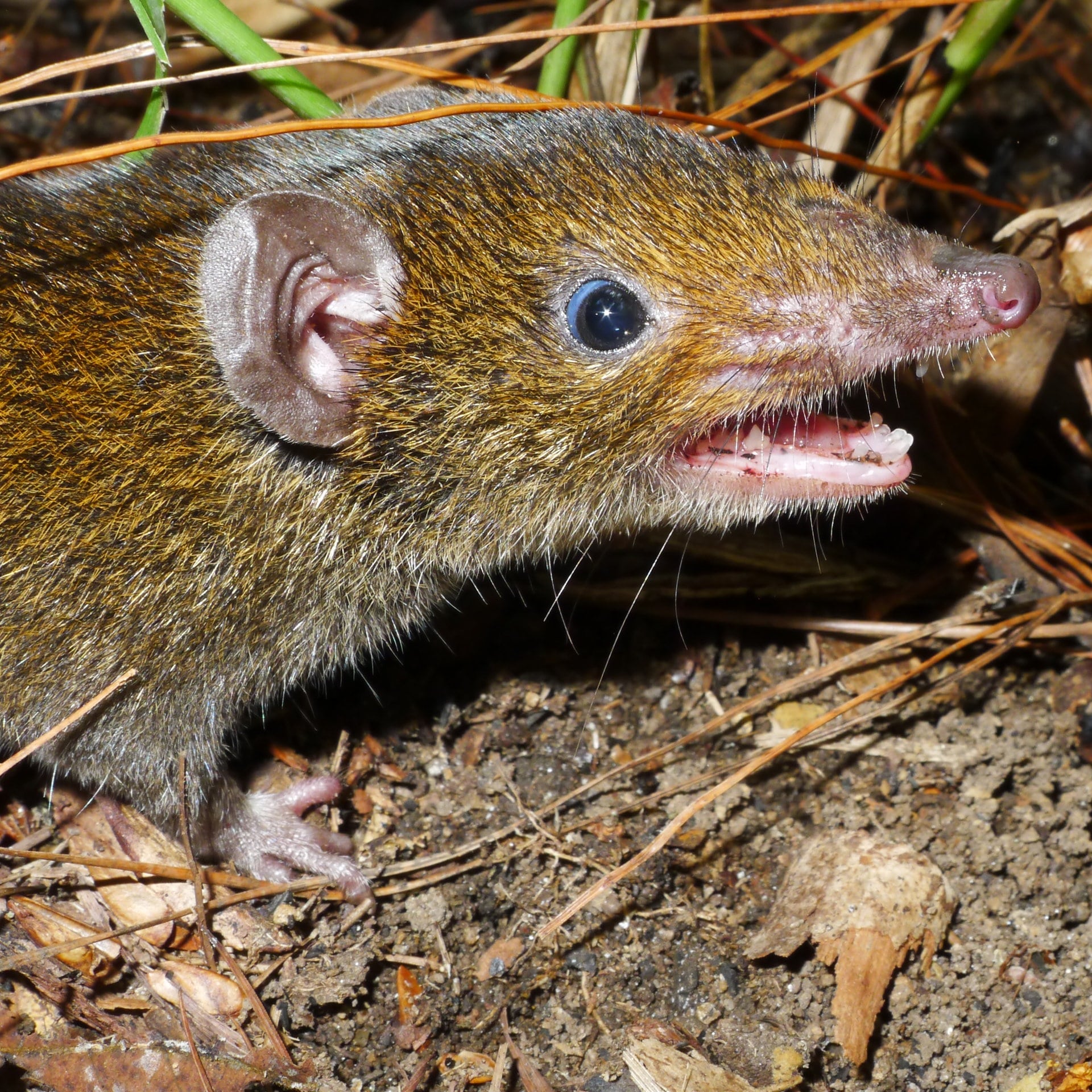 Vampir-Igel und Co: Mehr als 230 neue Arten in Mekong-Region entdeckt