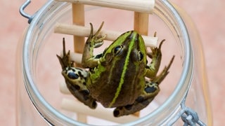 Ein Frosch sitzt auf einer Leiter in einem Glas