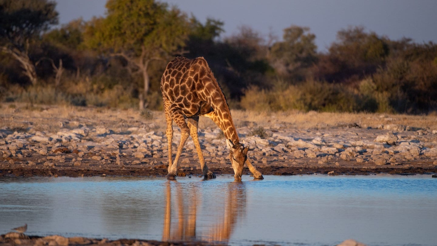 Angola Giraffe (Giraffa camelopardalis angolensis), einzelnes Tier trinkt am Wasserloch