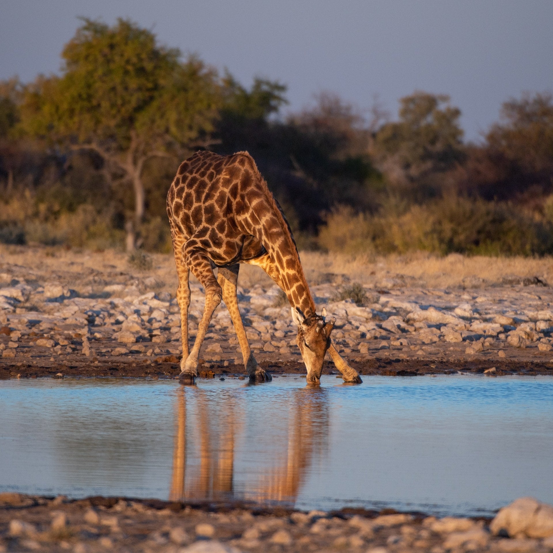 Giraffen hassen steile Berge