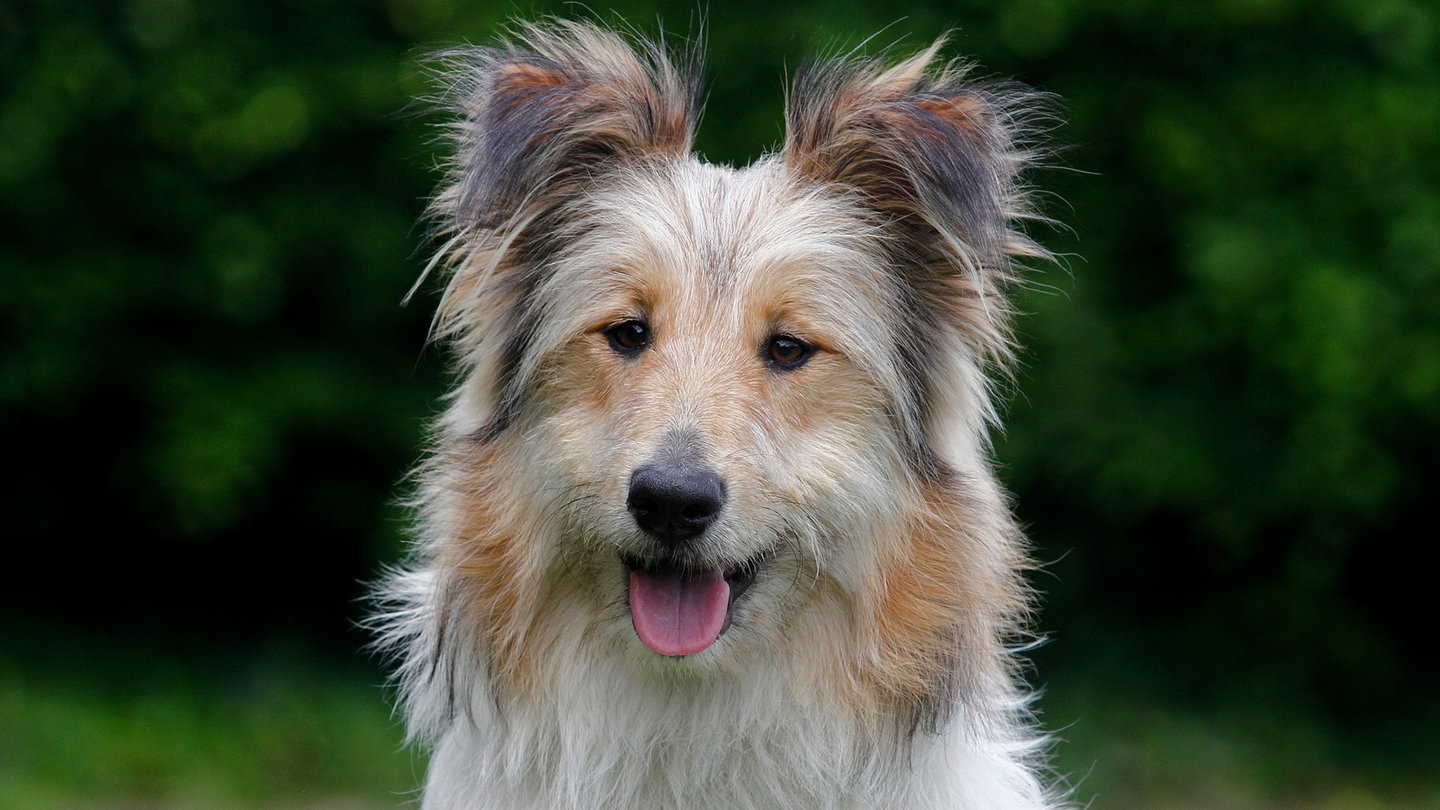 falbfarbene Bearded Collie-Collie-Mischlingshündin