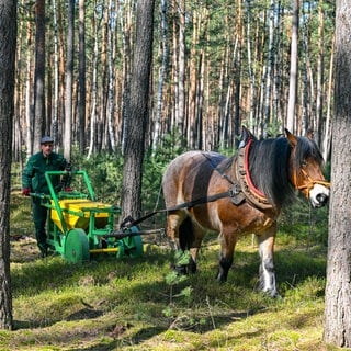 Ein Kaltblüter zieht einen kleinen Wagen durch einen Kiefernwald der Berliner Forsten. In dem Wagen, der hinter das Pferd gespannt ist, befindet sich Eichelsaatgut, das in den Boden gelegt wird. Mit dieser für den Waldboden sehr schonenden Methode werden nördlich von Wandlitz im Landkreis Barnim etwa 500 Kilogramm Eicheln ausgebracht. Durch den Waldumbau mit Laubgehölzen soll aus der Kiefermonokultur in den nächsten Jahren ein Mischwald werden: Um die Wälder zukunftsfähig zu machen, untersuchen Forscherinnen und Forscher Baumarten, die besser mit Trockenheit, Hitze und Wassermangel klarkommen. Förster bauen Fichten- und Kiefernwälder in naturnahe Mischwälder um und verzichten auf schwere Traktoren, um das Bodenleben zu schonen. 