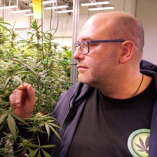 Daniel Keune, Erster Vorsitzender des Cannabis Social Club Ganderkesee, steht vor Cannabis-Pflanzen in den Räumen des Anbauvereins Cannabis Social Club: Am 1. April 2024 trat das Cannabisgesetz in Kraft. Bis heute wird es hitzig und sehr emotional diskutiert. Wie steht es um Anbauvereine, Eigenanbau und Gesundheitsschutz? 