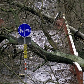 Durch umgestürzte Bäume ist diese Brücke in Karlsruhe am 26.12.1999 völlig unpassierbar geworden. Mehr als 100 Menschen starben in Frankreich, Deutschland und der Schweiz durch das Orkantief Lothar;  die meisten durch umfallende Bäume. 