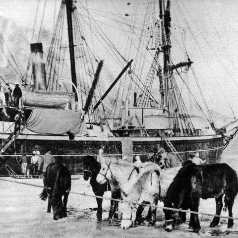 Vor dem im Eis festliegenden Expeditionsschiff "Gustav Holm" stehen isländische Ponys, die bei der deutschen Grönlandexpedition in den Jahren 1929 und 1930 als Zugtiere Verwendung fanden. 1929 brach eine deutsche Grönlandexpedition ins Innere Grönlands zur Erforschung des Inlandeises auf. Die Expedition endete im November 1930 mit dem Tod des Leiters Professor Alfred Wegener.