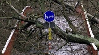 Durch umgestürzte Bäume ist diese Brücke in Karlsruhe am 26.12.1999 völlig unpassierbar geworden. Mehr als 100 Menschen starben in Frankreich, Deutschland und der Schweiz durch das Orkantief Lothar;  die meisten durch umfallende Bäume. 