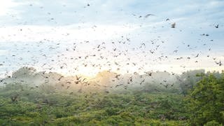 Zehntausende Flughunde fliegen im Kasanka-Nationalpark in Sambia.