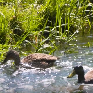 Enten im Bach