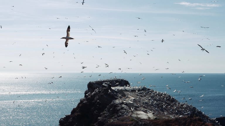 Basstölpel im Flug: Vogelbeobachtung auf der Nordsee-Insel Helgoland.