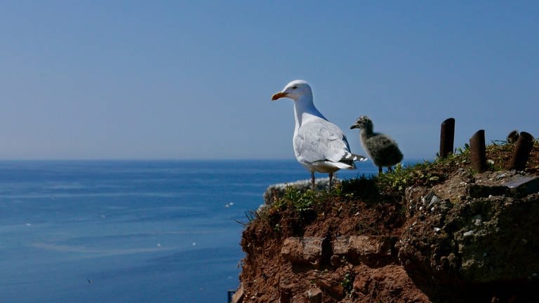Basstölpelkolonie: Vogelbeobachtung auf der Nordsee-Insel Helgoland.