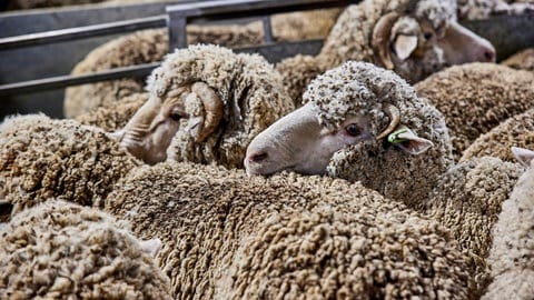 Schafe stehen eng zusammen. Funktionsshirts aus Merino sollen eine optimale Wärmeregulation haben und geruchsneutral sein. Aber wie sieht es bei der Haltung der Tiere und Schadstoffen aus?