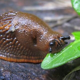 Eine Schnecke frisst ein Blatt. Die feuchte Witterung lockt die Tiere derzeit in die Gärten.