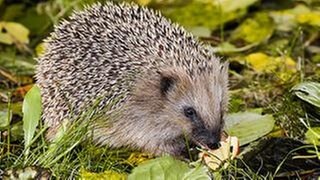 Ein Igel läuft über eine Wiese mit Laub.