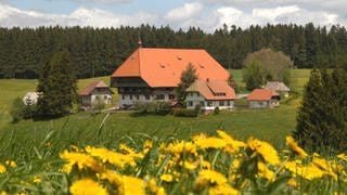 Der Fallerhof im Hintergrund, vorne blühender Löwenzahn