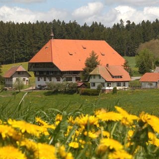 Der Fallerhof im Hintergrund, vorne blühender Löwenzahn