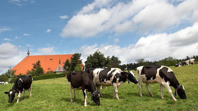 Kühe auf grüner Wiese vor dem Fallerhof