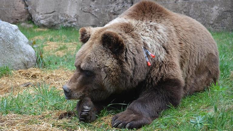 Bär Poldi liegt auf der Wiese