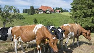 Der Fallerhof im Hintergrund, im Vordergrund Kühe