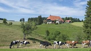 Der Fallerhof im Hintergrund, im Vordergrund Kühe